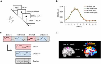 Motor Learning Improves the Stability of Large-Scale Brain Connectivity Pattern